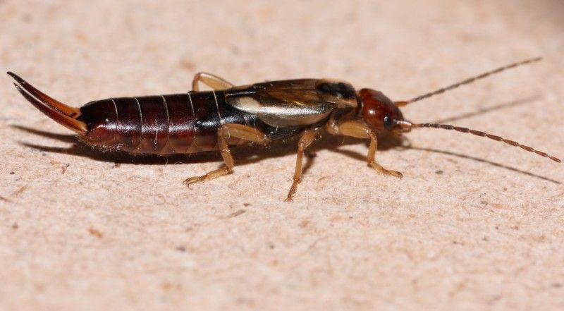 Forficula auricularia (Forficulidae), femmina